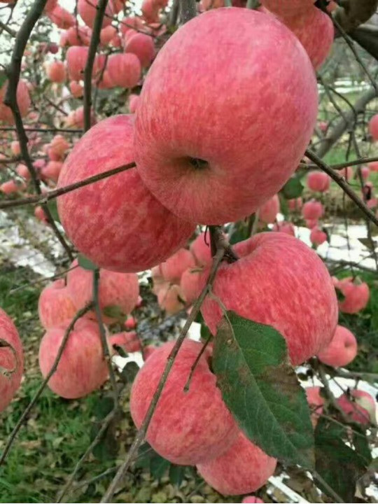 嘎拉苹果、嘎拉苹果批发